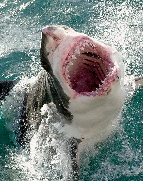 4 Great White Shark This shark... Autors: racoon Top 10 Most Deadly Animals