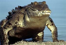 Krokodils nav spējīgs izbāst... Autors: peciiite Interesanti fakti pair dzīvniekiem.