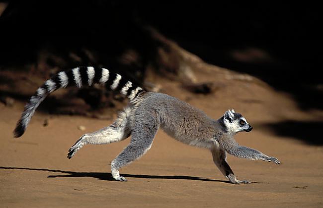  Katas lemurs Autors: wolfstorm Uzmini astes īpašnieku