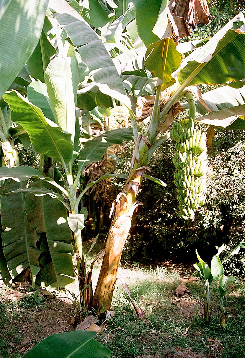 Banānkoks nemaz nav koks... Autors: anjelka Neparasti fakti par banāniem