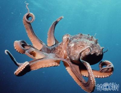  Autors: pepuce astoņkājainie astoņkāji