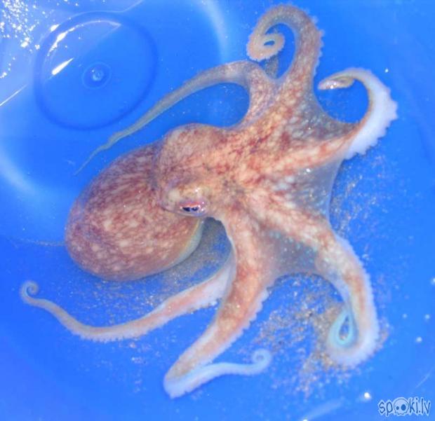  Autors: pepuce astoņkājainie astoņkāji