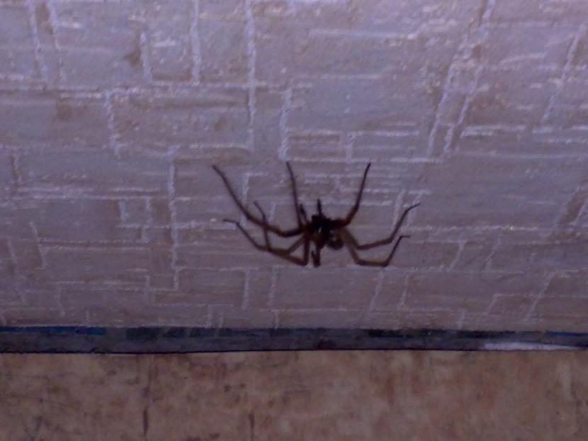 Cerams vairs neatgriezīsies  Autors: ZirgaGalva Milziigs zirneklis manā istabā! :O