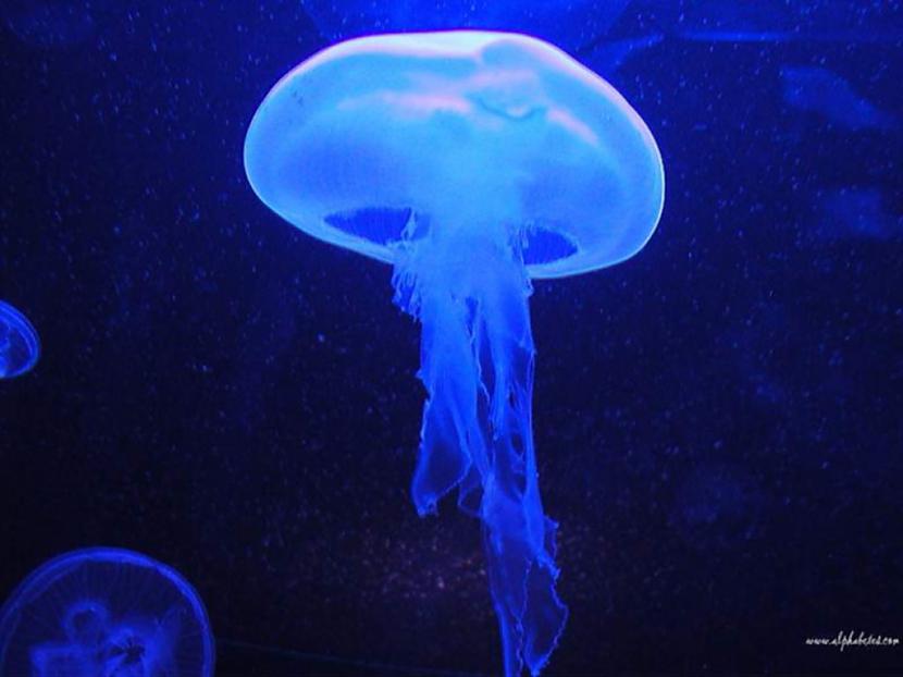 90 no medūzas ķermeņa sastāva... Autors: Tontolis Interesantie faktiņi!