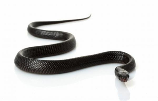 8 Indigo Eastern Rat Snake ... Autors: Ķūūūlītis Top 10 pasaules skaistākās čūskas.