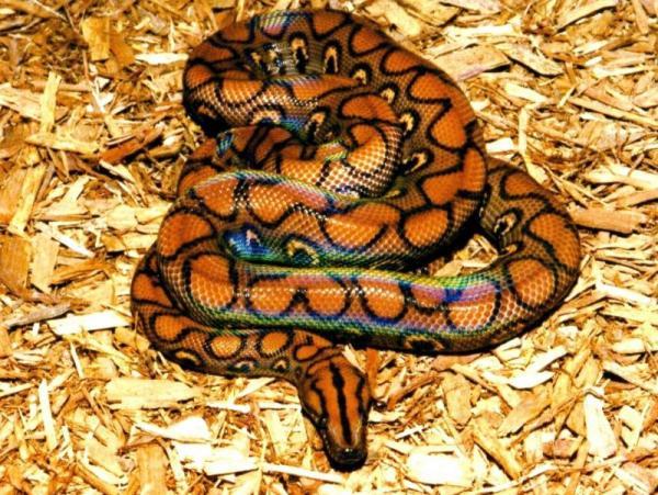 4 Brazilian Rainbow Boa ... Autors: Ķūūūlītis Top 10 pasaules skaistākās čūskas.
