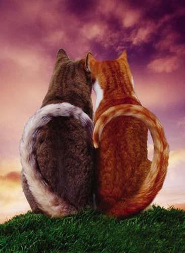  Autors: Tim3D Kaķu viendzimuma laulība
