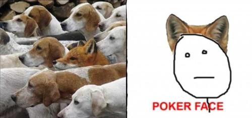 poker face Autors: Paulish1998 Cereal guy un rage komiksi:D