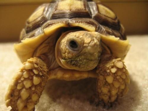 9 African Sulcata Tortoise... Autors: Ķūūūlītis Top 10 populārākie pet rāpuļi.