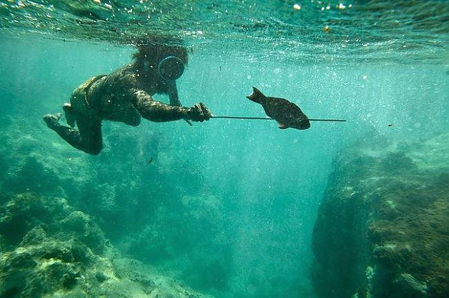 Zēnsnirējs medī zivi ar... Autors: TheSame Strādā, lai izdzīvotu