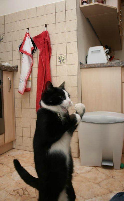 Kaķi dzer ūdeni ar mēles... Autors: Chaangalis 45 interesanti fakti par kaķiem