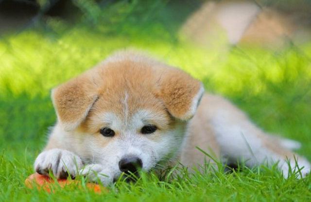 Suns paostot cita suņa... Autors: Chaangalis 20 interesanti fakti par suņiem