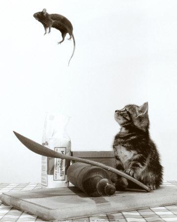 Peles un žurkas iet slazdos ja... Autors: Meunis Noderīgi padomi.