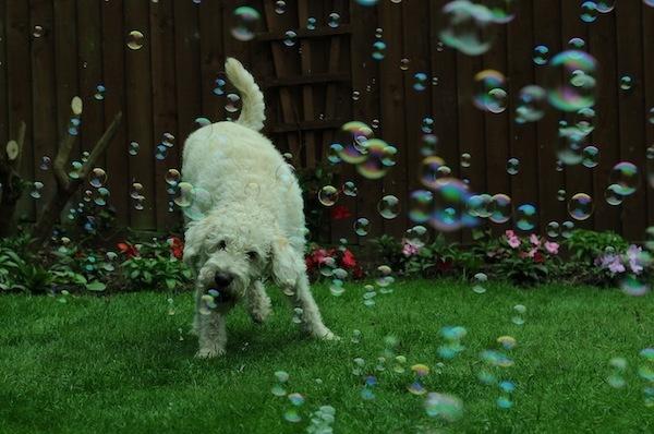  Autors: Archy159 Bubbles!