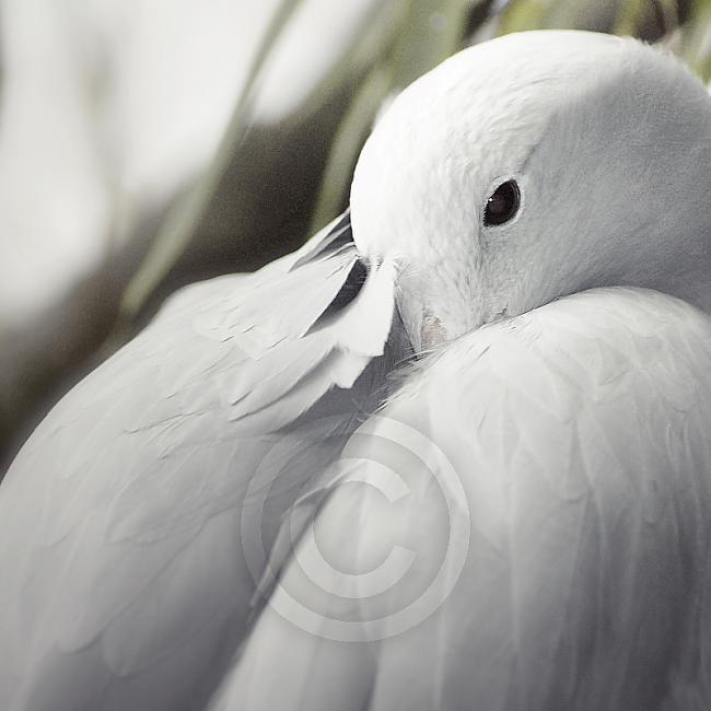  Autors: Sendzulis I want to be like a bird-free