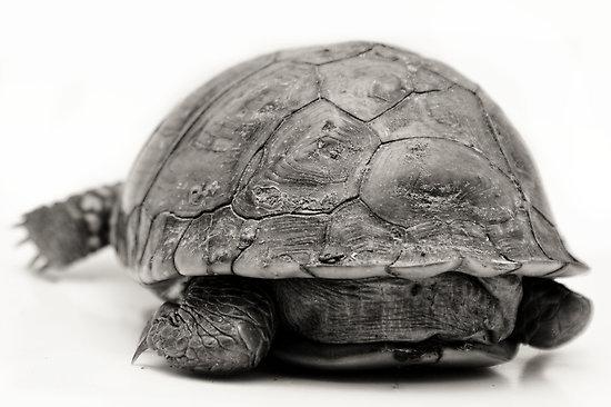 Bruņurupuči var elpo caur savu... Autors: spuuule Tāda nu ir mūsu trakā pasaule #3