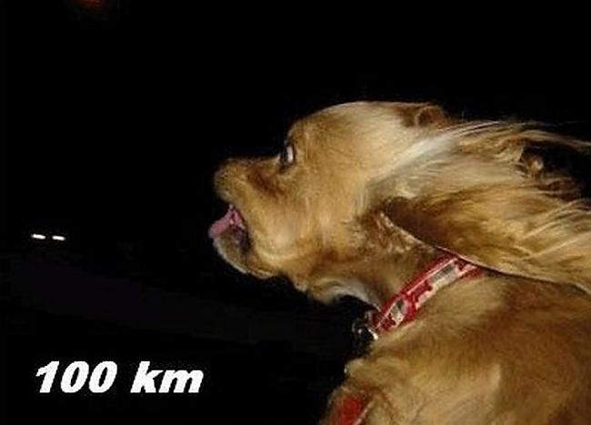 100kmh Autors: Aresa Suns un vējš