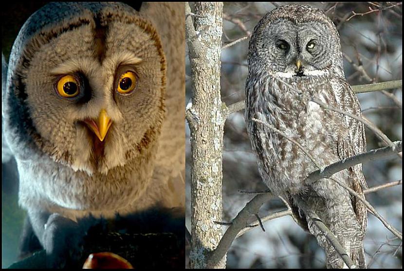 Twilight   Great Grey Owl or... Autors: este1 Legend of the Guardians: The Owls of Ga'Hoole