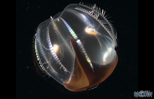 Colored Comb Jelly Autors: Floresia Okeāna Dzīles. (1.daļa)