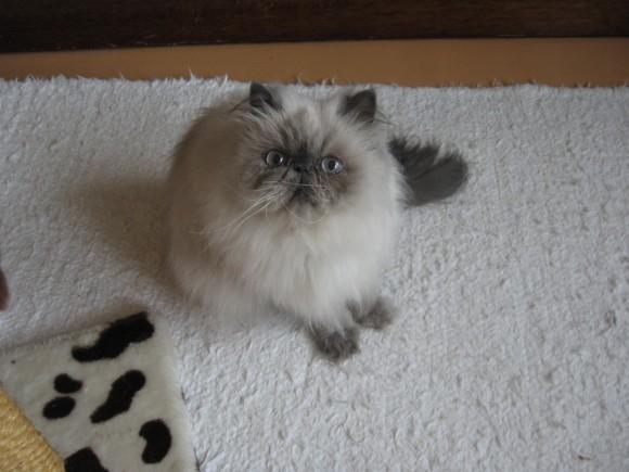 ElementsMan ir persiešu kaķis... Autors: abols1 Spoku mājdzīvnieki.