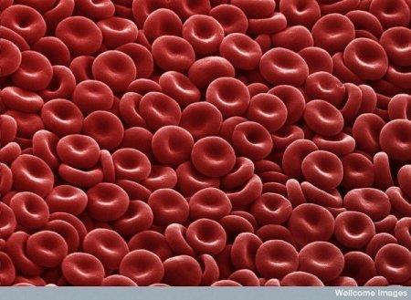 sarkanie asins ķermenīscaroni Autors: Karapietka Cilvēks zem mikroskopa.