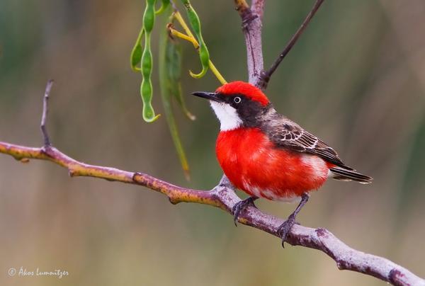 The Crimson Chat  Garums1012... Autors: madeinlatgaleD Pasaules 10 mazākie putni