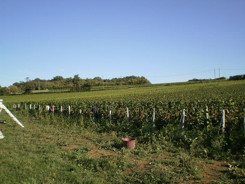 vīnogulāji ar mūsu  vīnogu... Autors: azulum kā vāc vīnogas Francijā