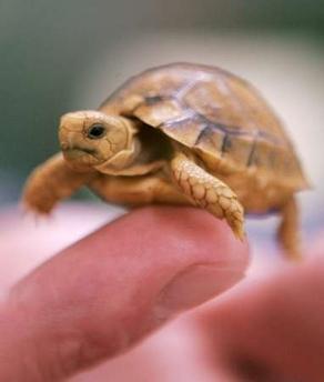 Ja bruņurupucim nav bruņu viņš... Autors: agnezee Pamēģini atbildēt 2 :)