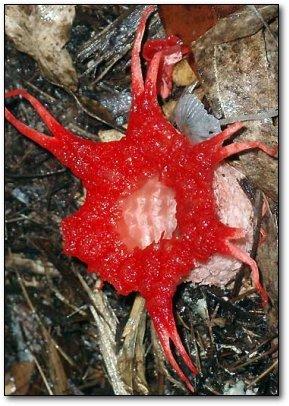 Jūras anemones sēneastoņkāja... Autors: EziitisPsihopaats 10 šausmīgi augi, kuriem nevajadzētu eksistēt