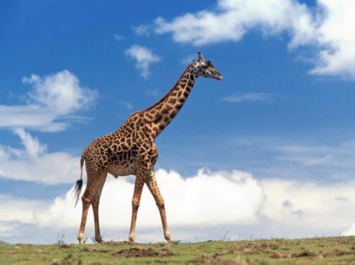 Žirafe var iztīrīt savas ausis... Autors: TripleH Ļoti interesanti fakti!