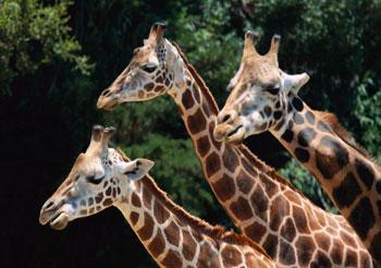 Rietumāfrikas žirafes... Autors: Edgarinshs Īsumā par interesantāko