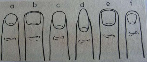Gari pirksti ndash inteliģents... Autors: Fosilija Ko stāsta roku pirksti?