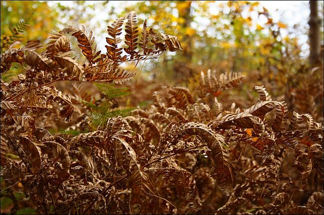  Autors: Rakoons Es fotogrāfēju 2 (rudens)