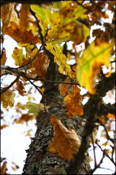  Autors: Rakoons Es fotogrāfēju 2 (rudens)