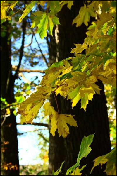  Autors: Rakoons Es fotogrāfēju 2 (rudens)