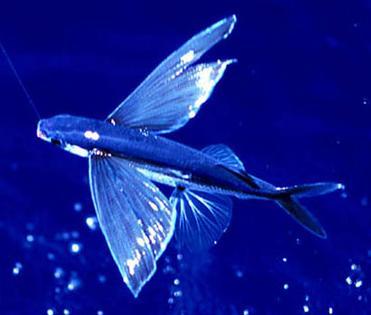Zilā planierzivs jeb divspārnu... Autors: wolfstorm Uzmini spārna īpašnieku