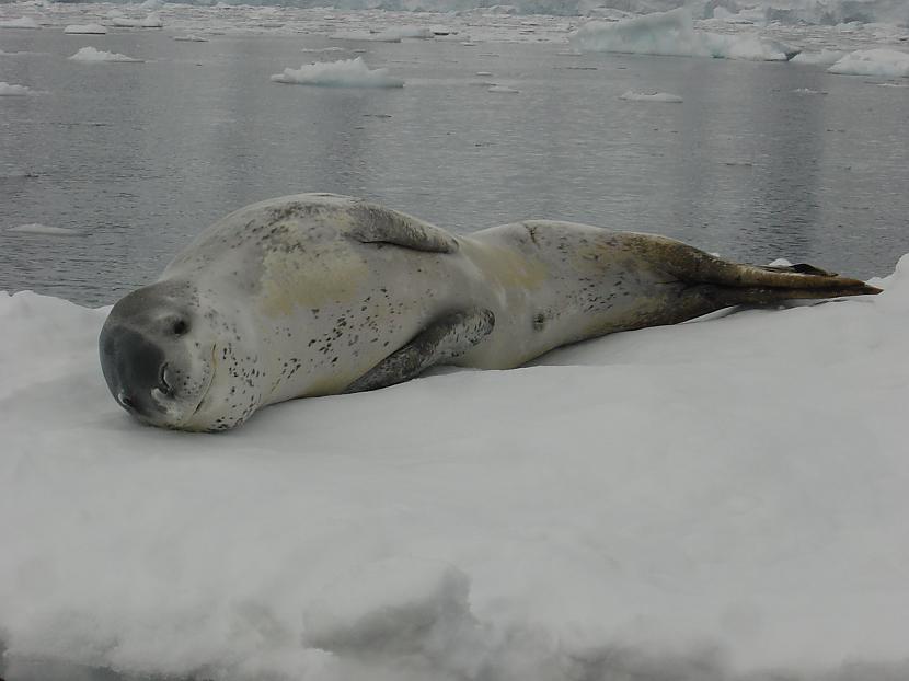  Autors: Labveelis13 Antarktīda