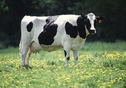 Dārgākā govs izsolē ir... Autors: KeiVii Interesanti fakti.