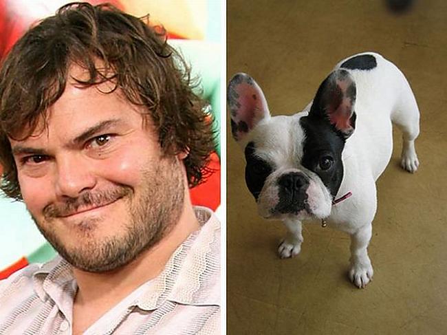 Jack Black French Bulldog Autors: Foxmens Slavenibas un zveri