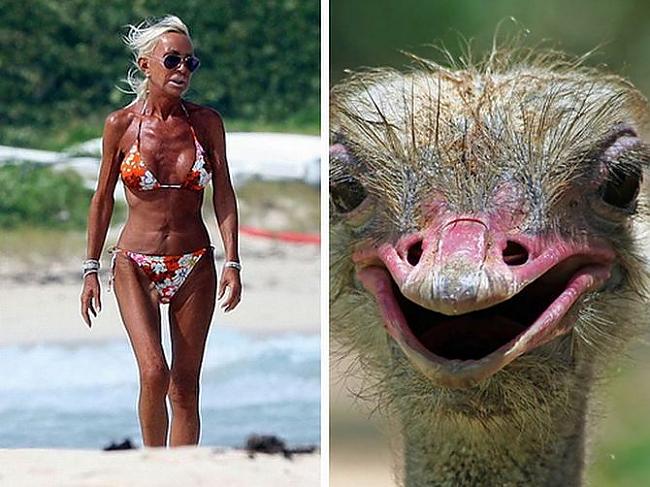 Donatella Versace ostrich Autors: Foxmens Slavenibas un zveri