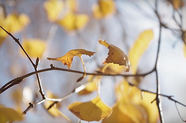Autors: ssilver Goodbye autumn!