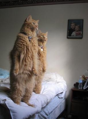 How my cats stand every day to... Autors: iDIE Komiksi [119]