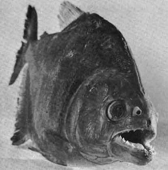  Autors: Rozā Vienradzis Briesmīgākās zivis uz pasaules