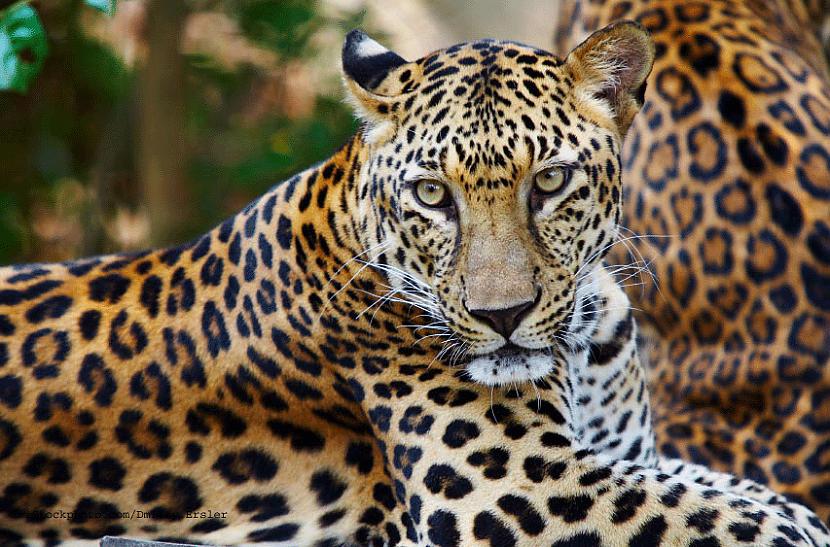  Autors: betinjaa19 Tur kur leopards. ;]