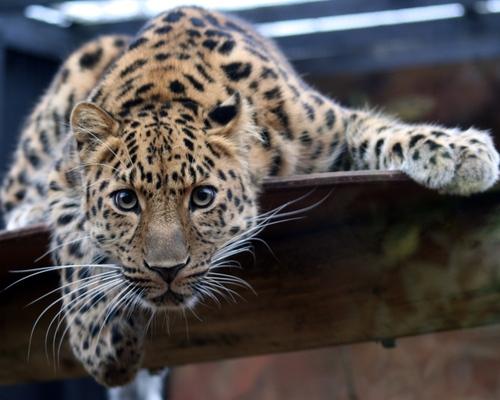  Autors: betinjaa19 Tur kur leopards. ;]