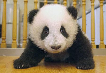  Autors: ashantyy Pandaa:)