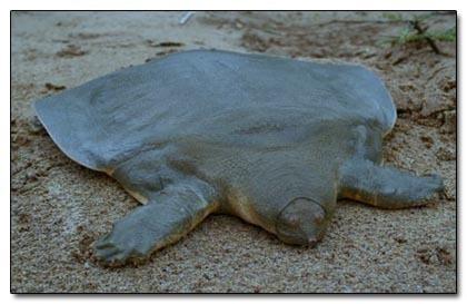 Giant Softshell Turtle  milzu... Autors: kruuz 15 dzīvnieki, kuri nav taisīti uz Photoshop