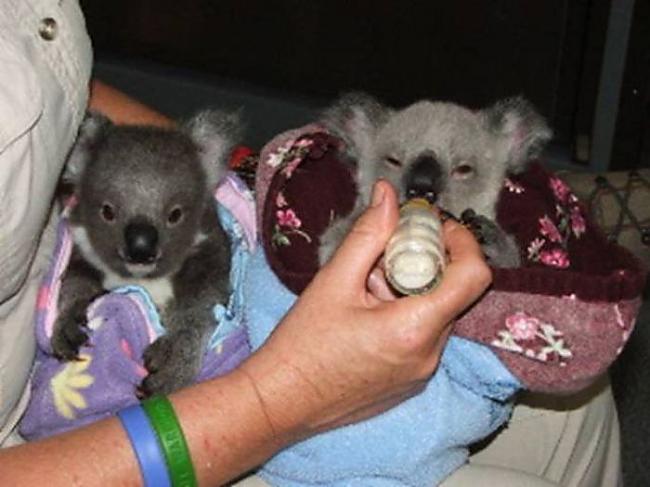 Autors: byDZERA Izglāb Koalas!!!!