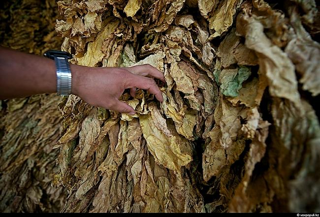 Sarkanbrūnās lapas tiek... Autors: Fosilija Kā tabaka tiek audzēta.?