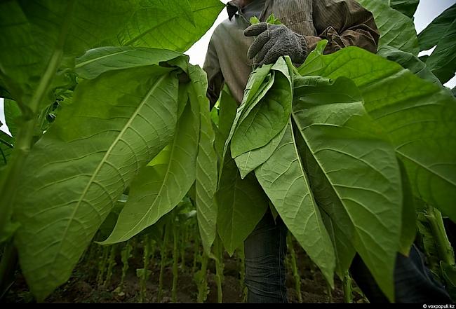 Tas nav izdevīgi novākt zaļas... Autors: Fosilija Kā tabaka tiek audzēta.?